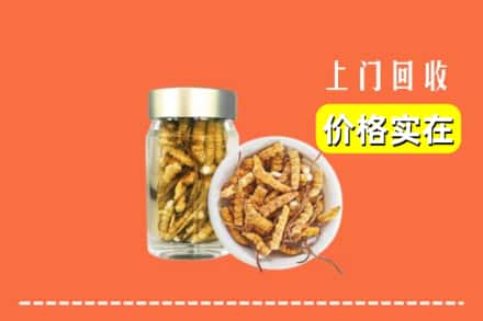 三亚崖州区回收散虫草